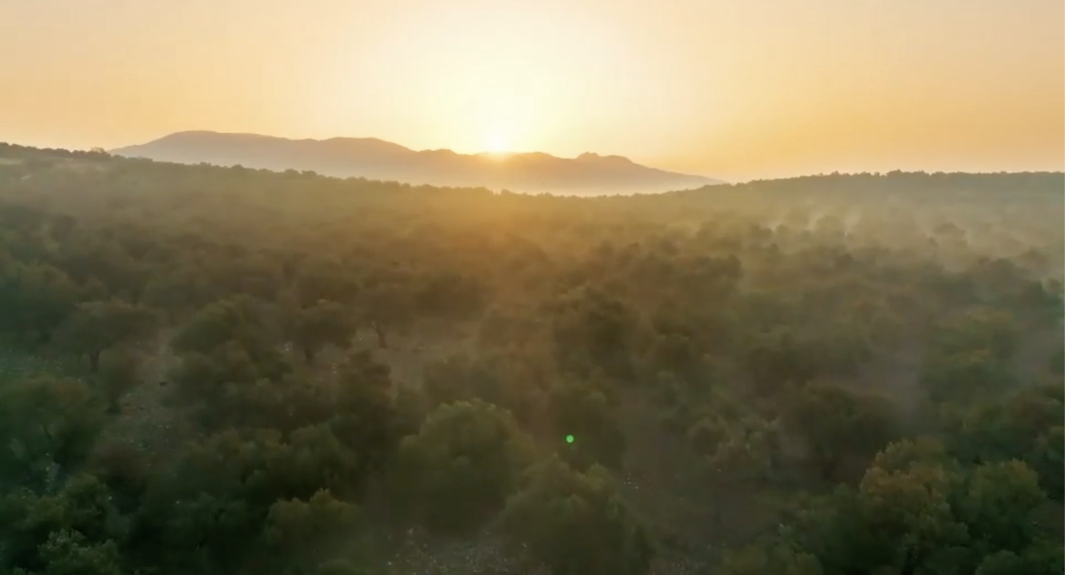 A nice background of Olive Oil Tree Landscape