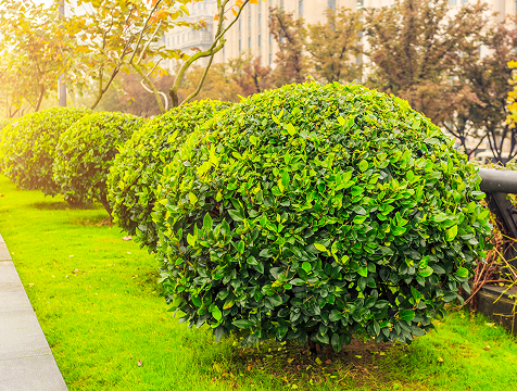 Service Details Image