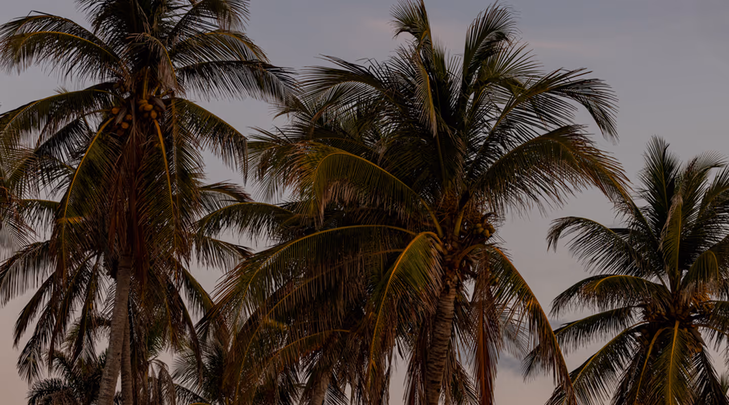 Silhouettes of tropical palm trees against a late-day sky with grey and blue tones.