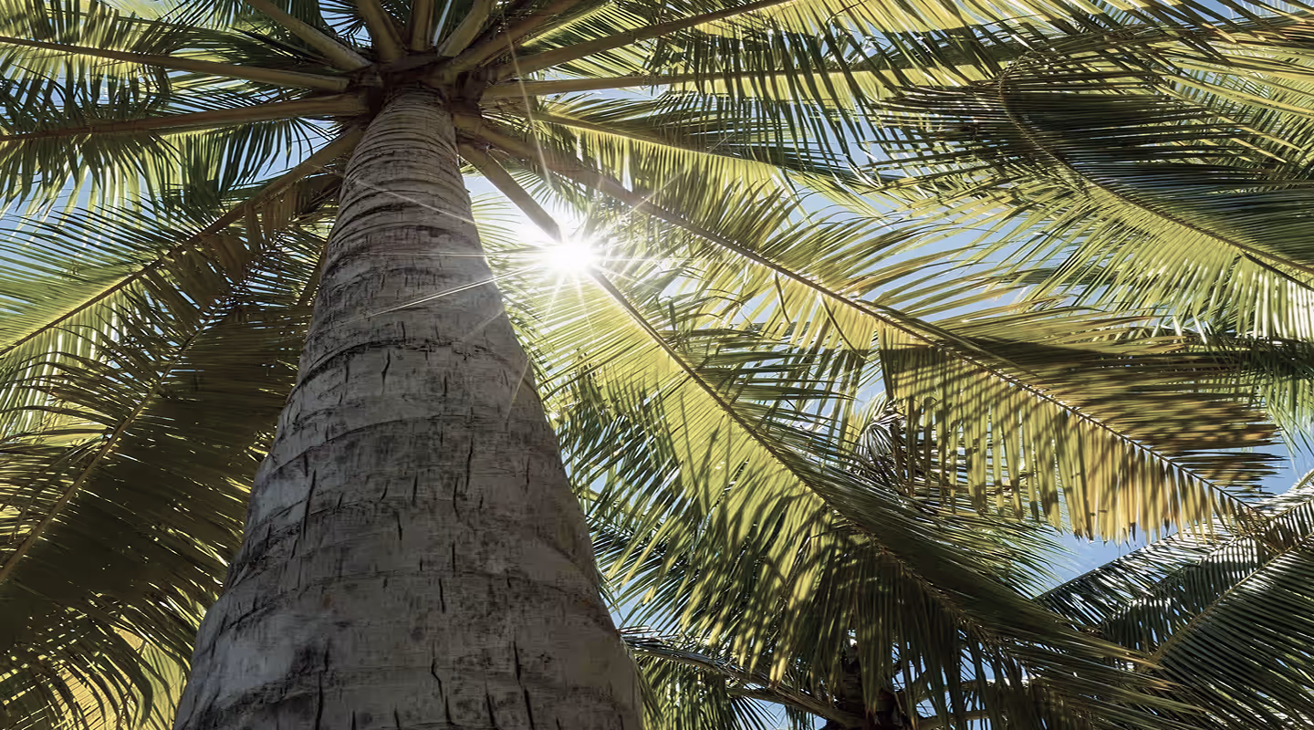 Low-angle view of a tall tropical palm tree with sunlight beaming through the green fronds against a clear blue sky.
