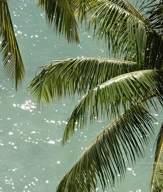 Close-up of tropical palm tree fronds over shimmering turquoise water glistening in the sun.