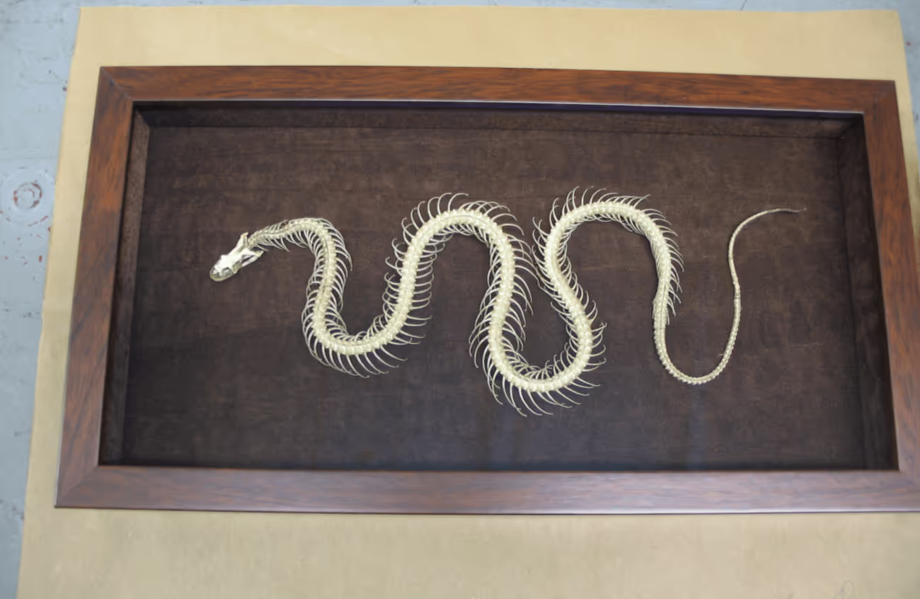 Curvy snake skeleton displayed in a wooden frame with a dark background.