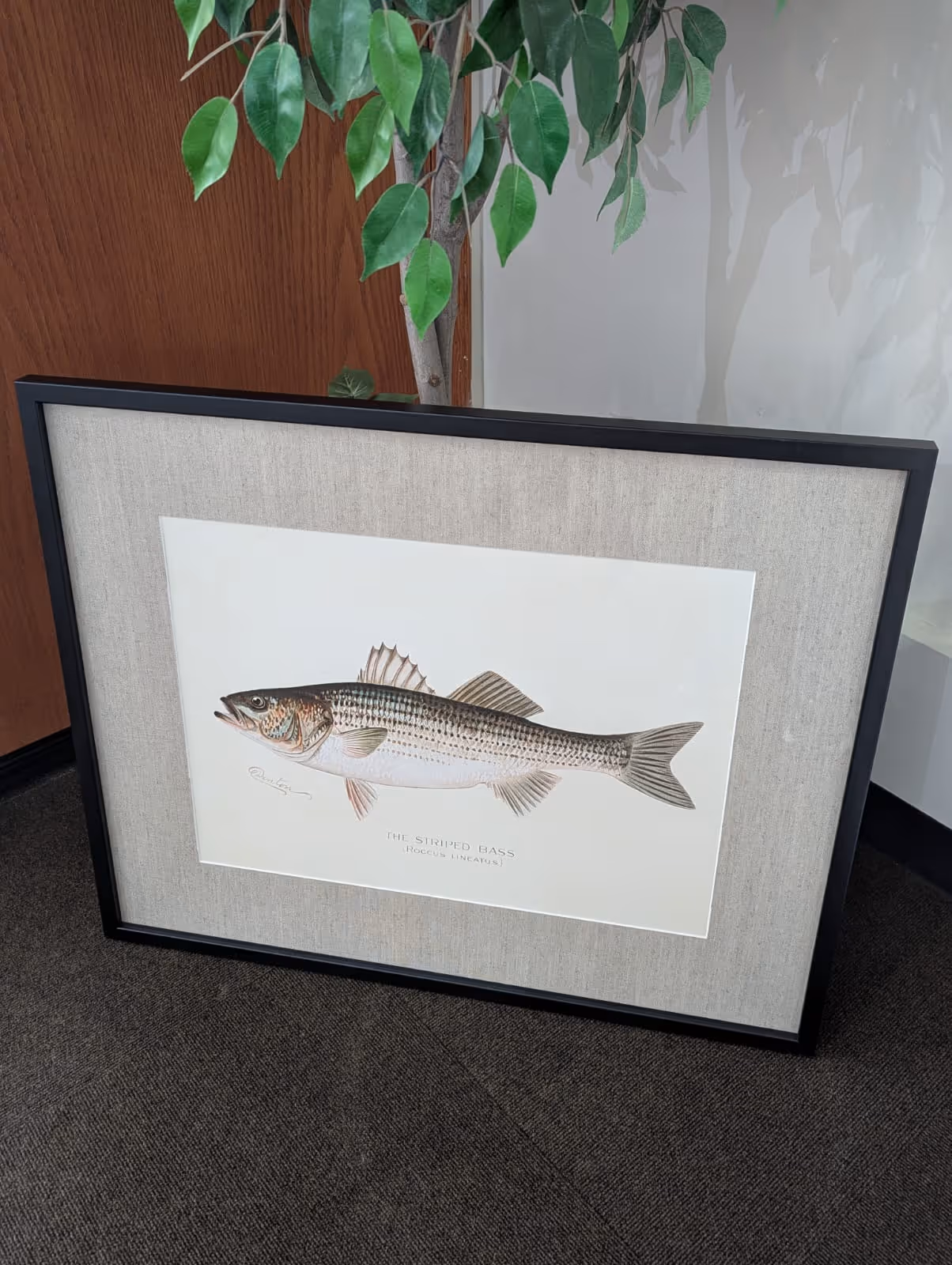 Framed illustration of a striped bass fish with the scientific name Roccus lineatus on a beige mat, leaning against a wall near a plant.