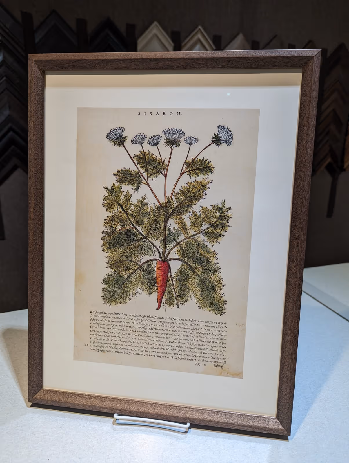 Framed vintage botanical illustration of a carrot plant with detailed leaves and flowers, labeled 'SISARO II.'