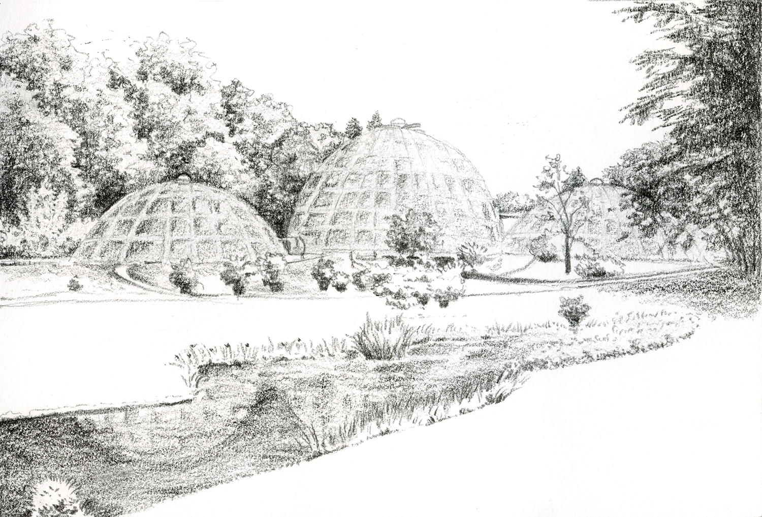 Skizze mit Bleistift im Botanischen Garten Zürich.