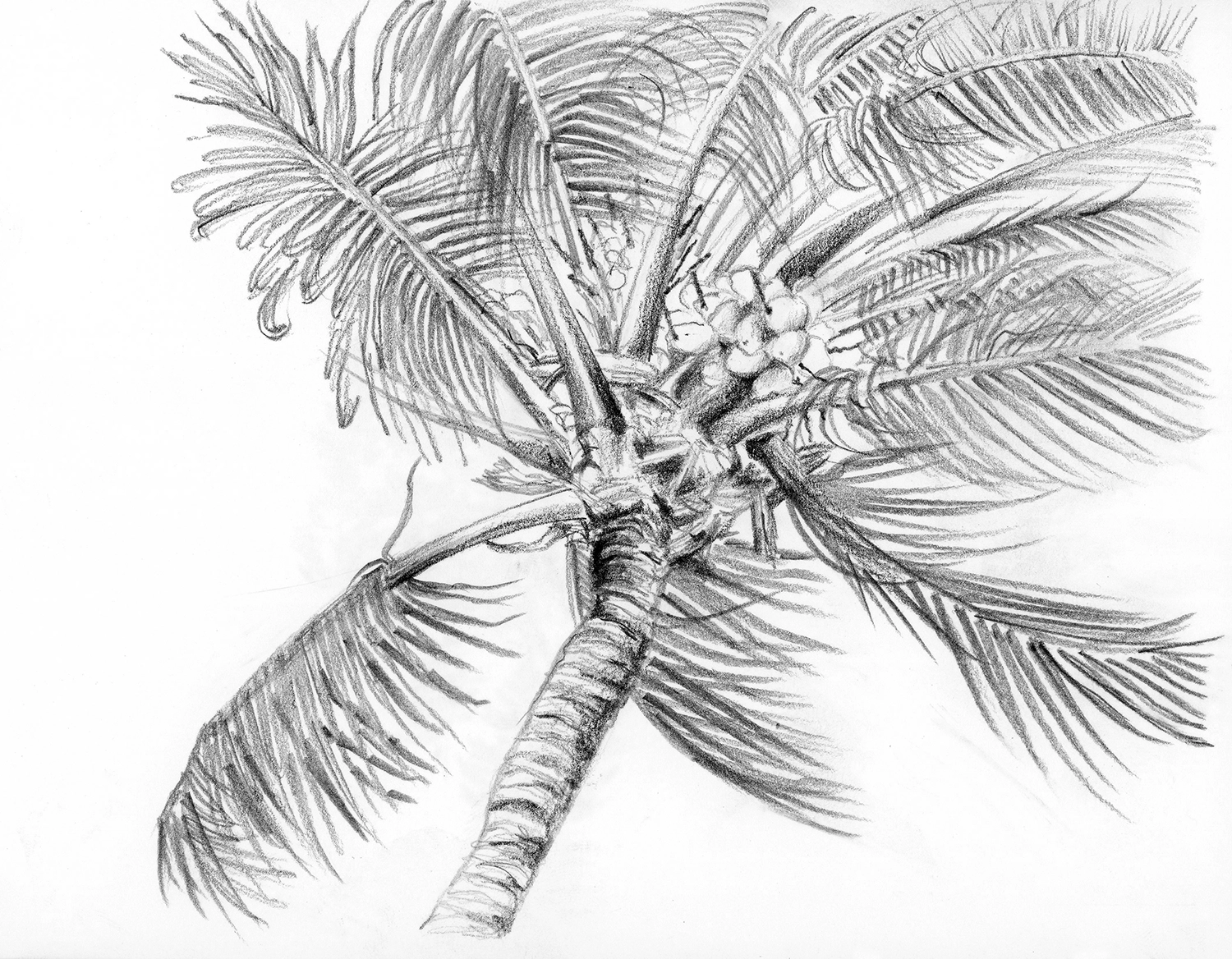 Skizze mit Bleistift von einer Kokosnusspalme in Alagoas, Brasilien.