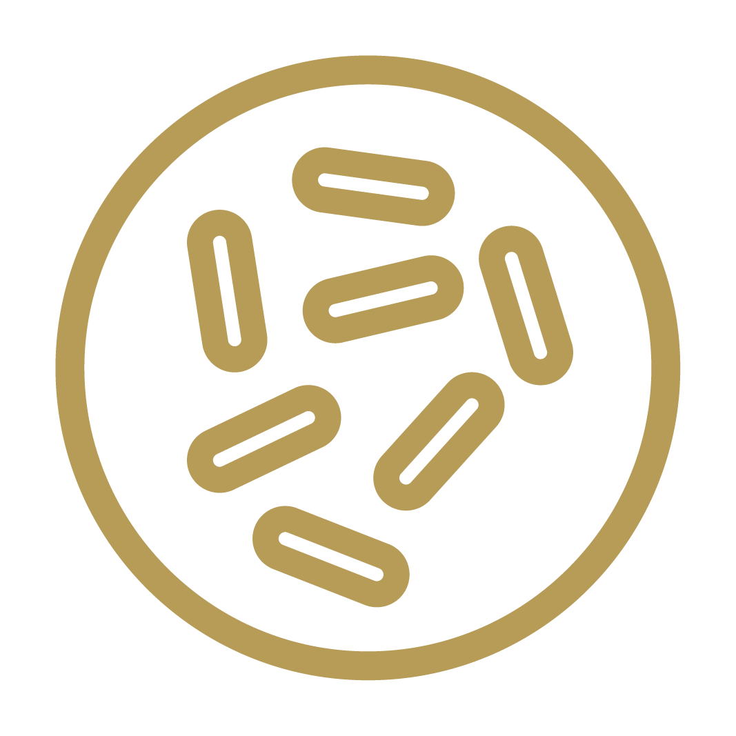 Brown outlined circle containing seven elongated pill-shaped figures, representing yeast cells.