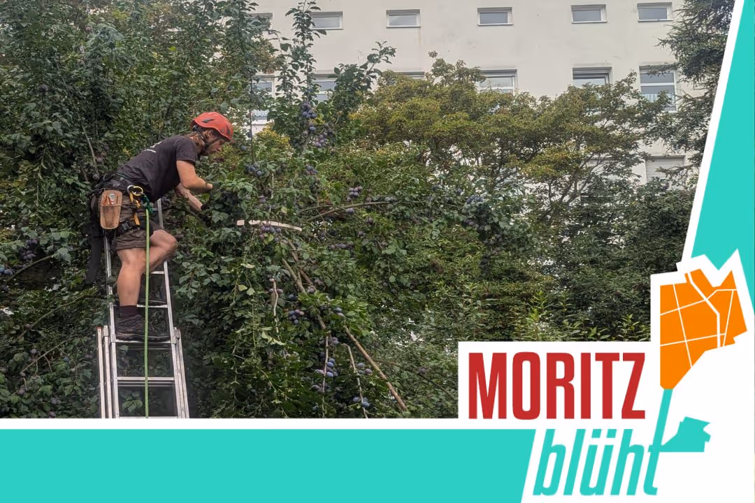 Ein Mensch steht auf einer Leiter und beschneidet einen Baum.