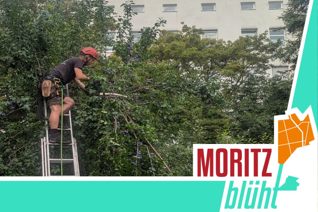 Ein Mensch steht auf einer Leiter und beschneidet einen Baum.