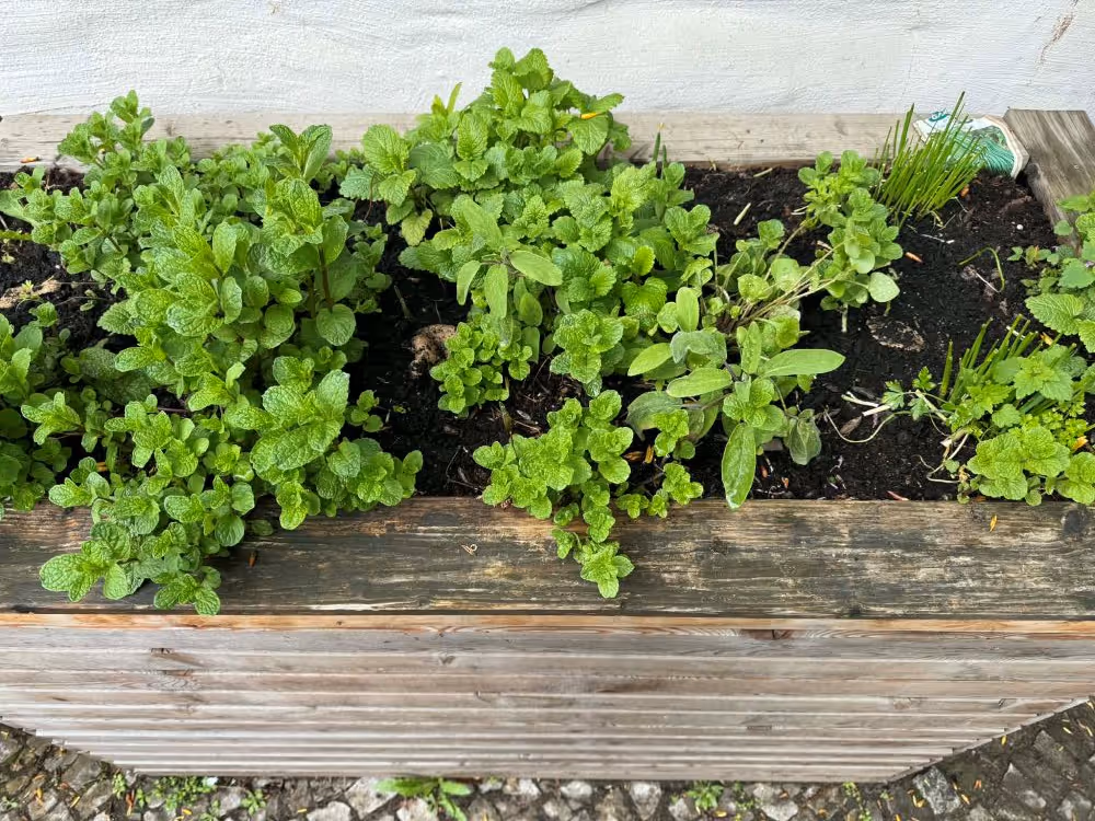 Hochbeet auf dem Moritzhof