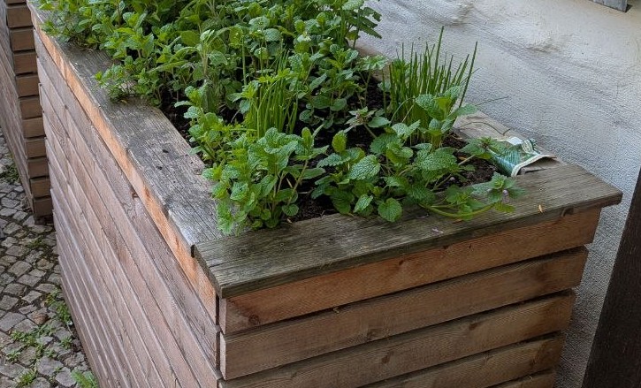 Hochbeet mit grünen Pflanzen