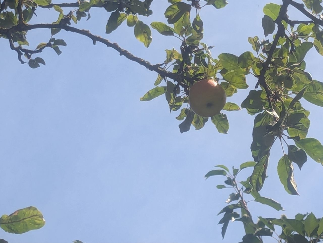 Zeige eines Apfelaums