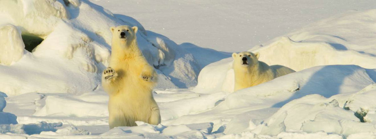 Frost ohne Schnee und Eis