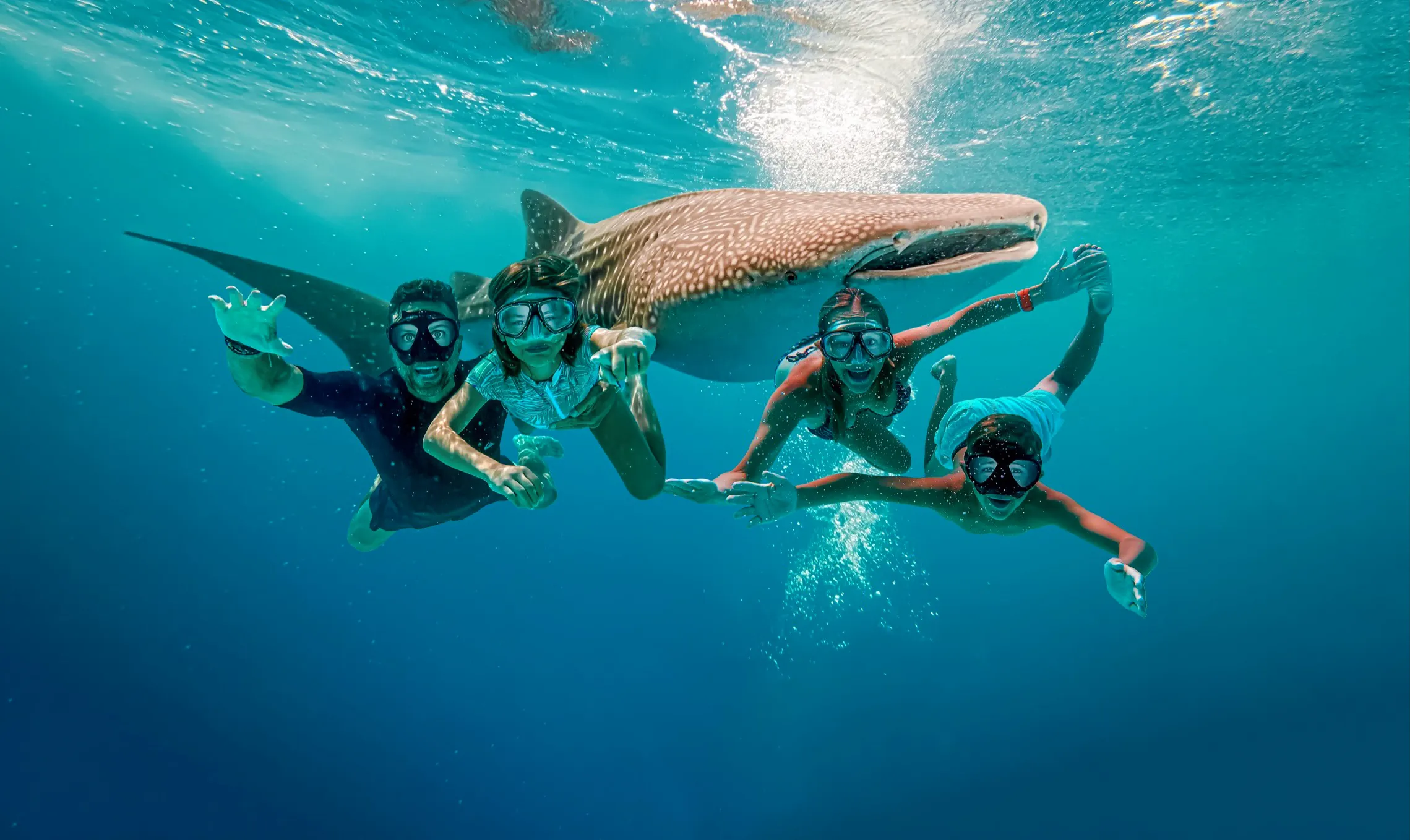 The Lockwood family swimming under water with a whale shark