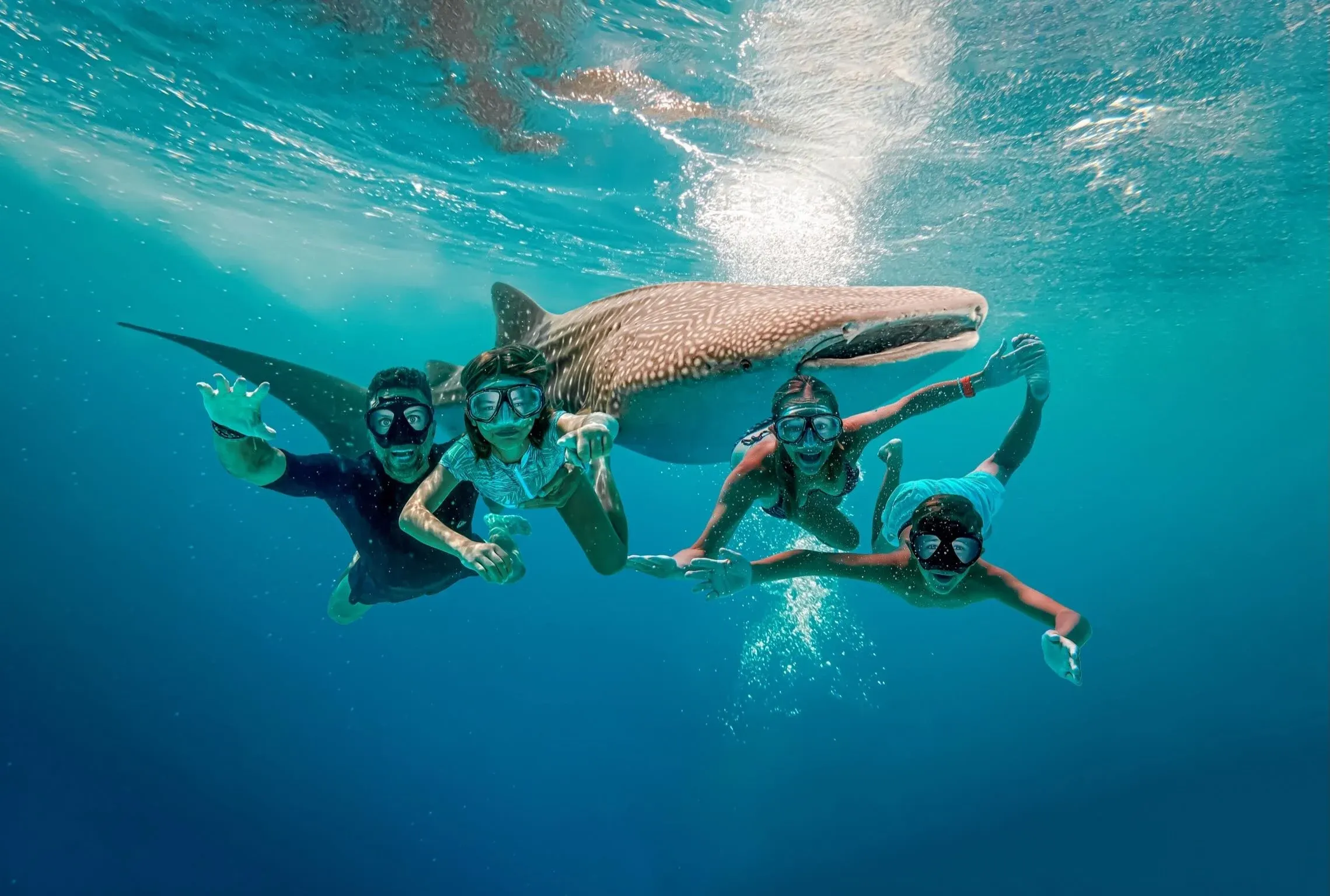 The Lockwood family swims with a whale shark