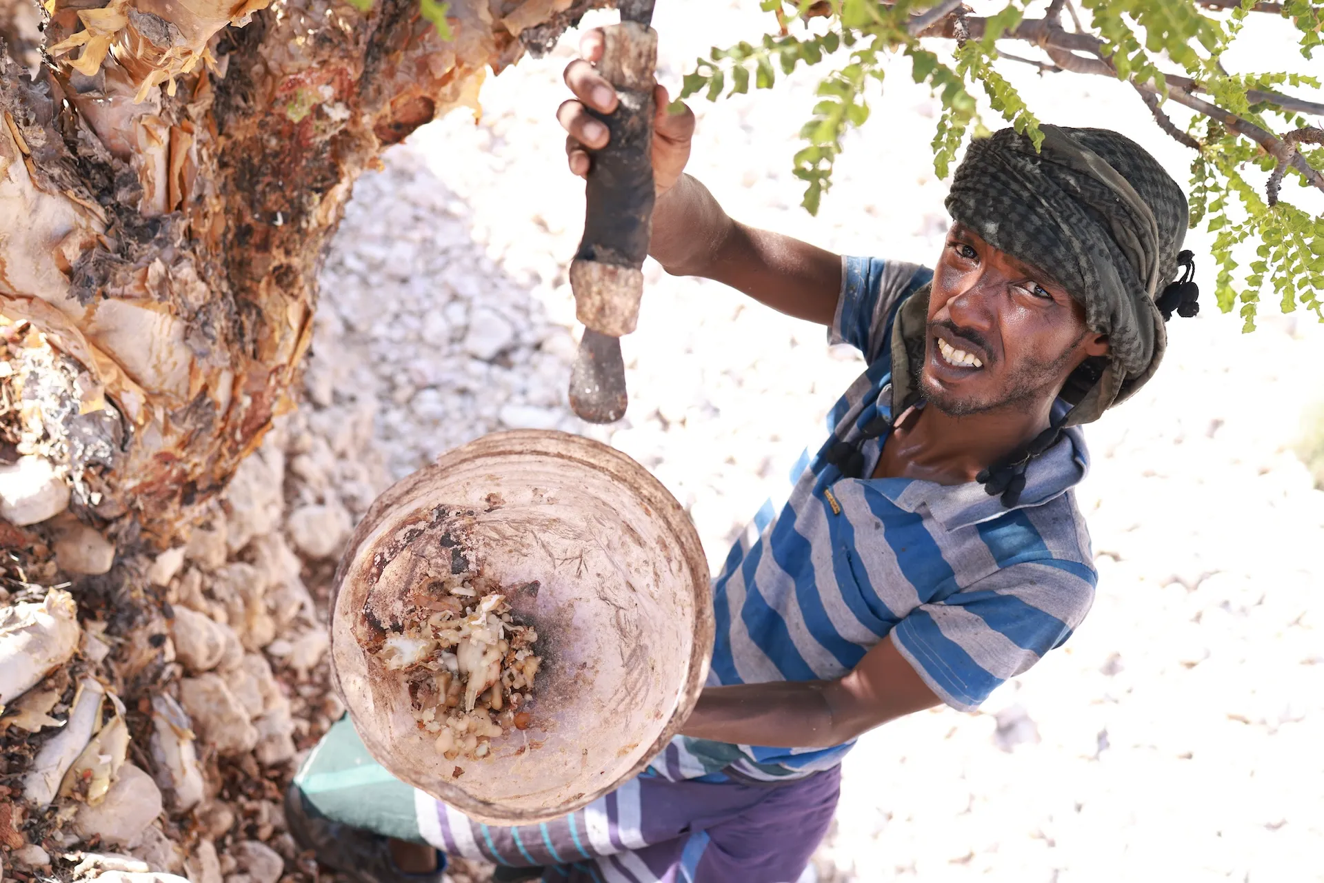 Frankincense harvester collecting resin