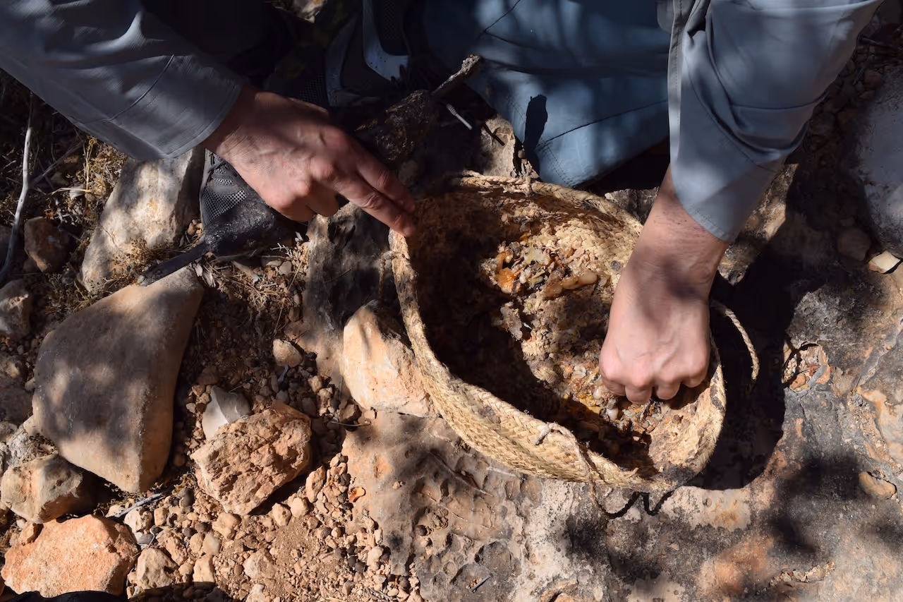 Fresh frankincense resin in a harvesting basket.