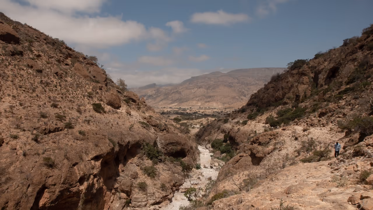 Frankincense wadi in Somaliland

