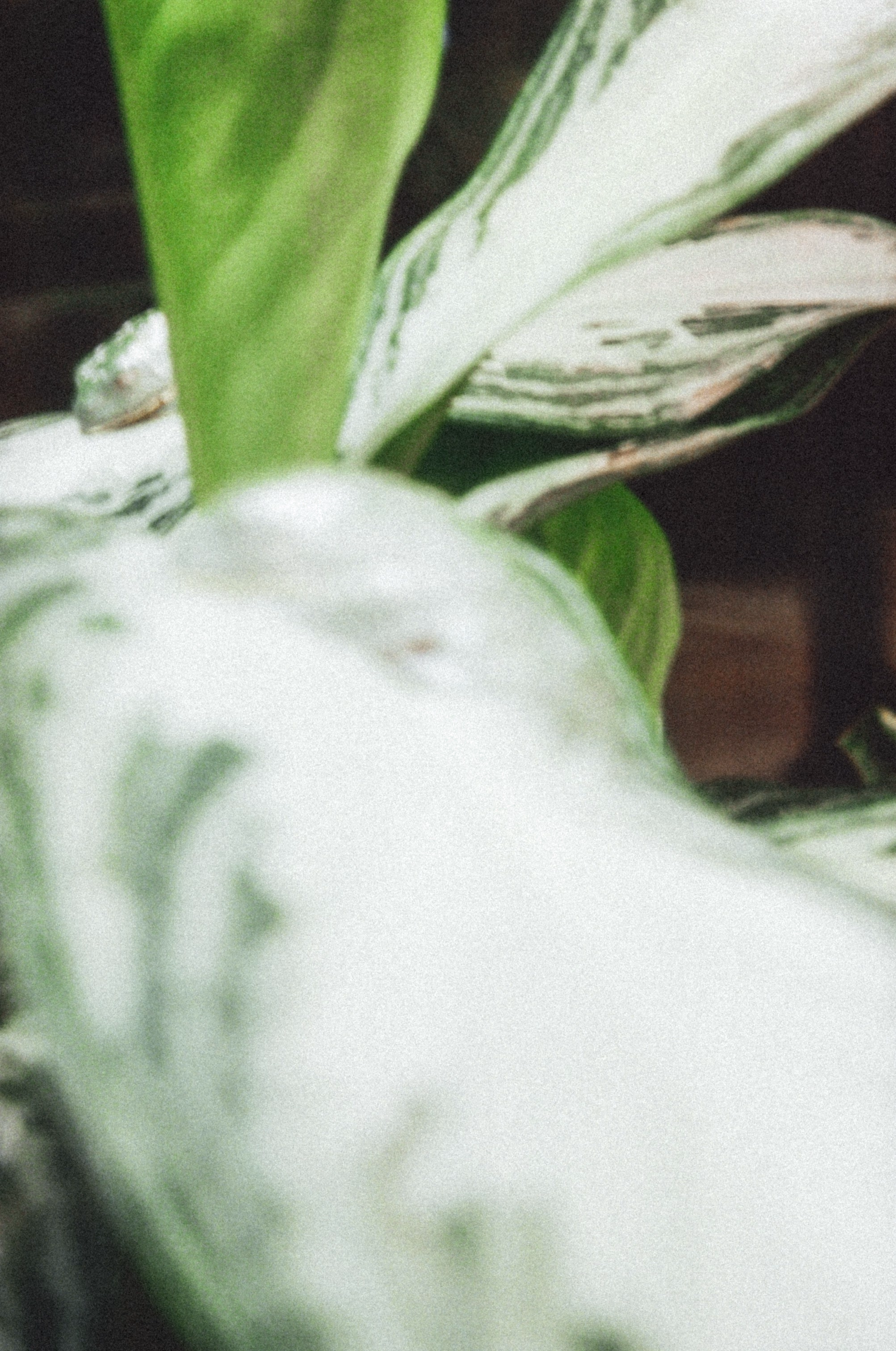 Close-up of green and white variegated leaves with a blurred background.
