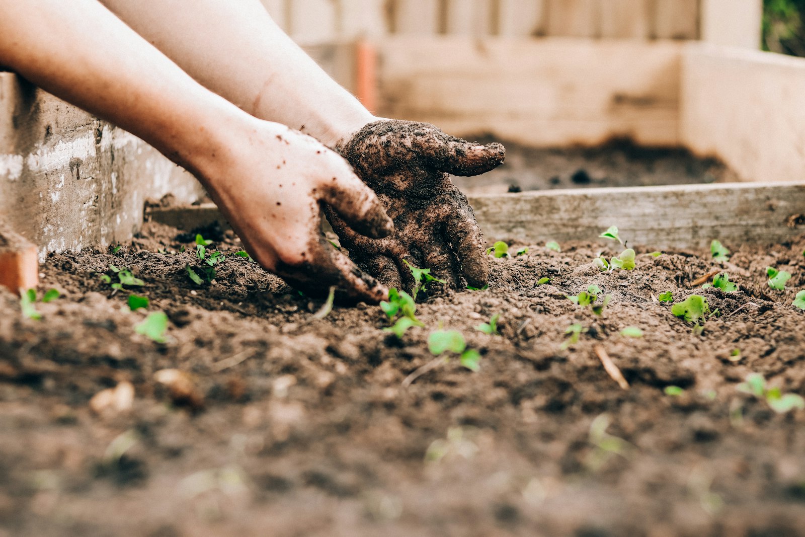 Gardener working with soil and potting mix, relevant to dental health risks from dust exposure
