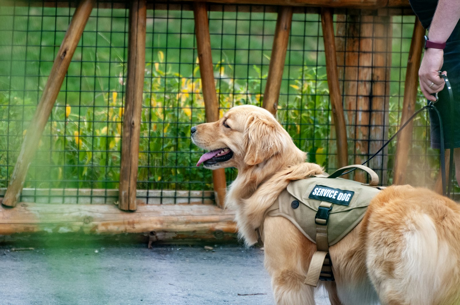 A golden retriever wearing a green service vest, representing guide dog access to dental clinics