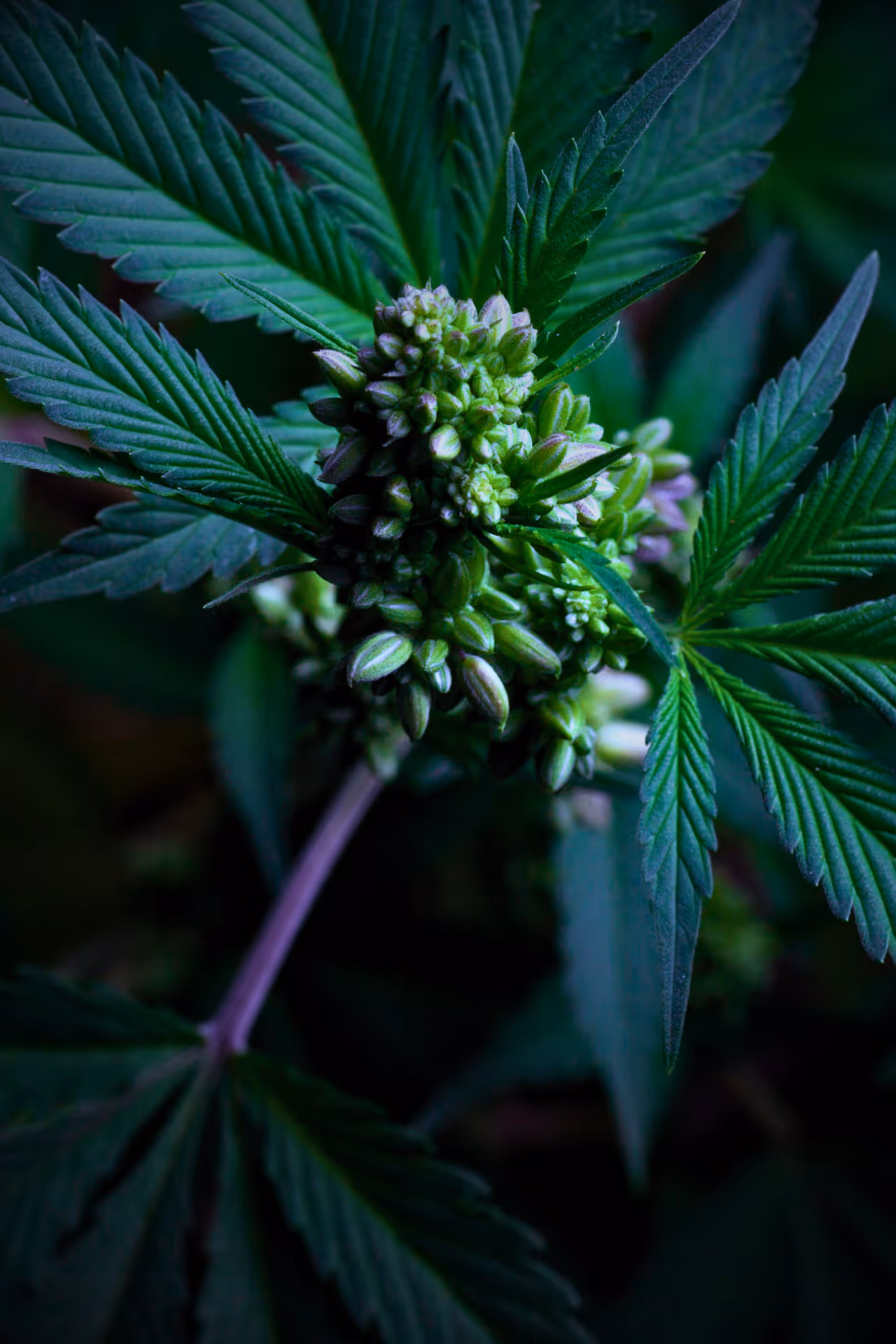 NFCF Male Cannabis Plant Banner Image