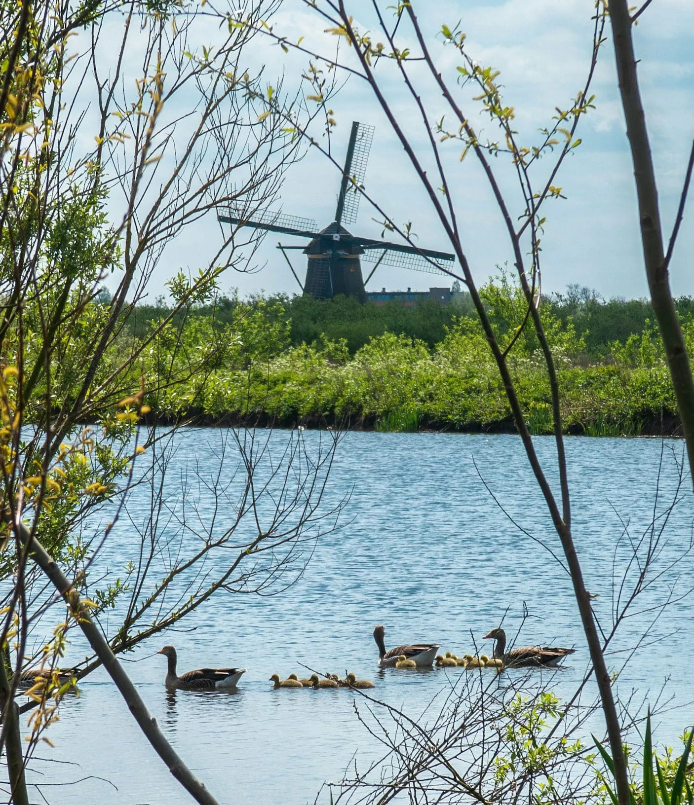 foto landschap met molen en eendjes