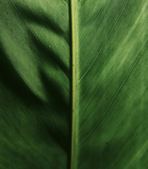 Why Ecotain Card Image