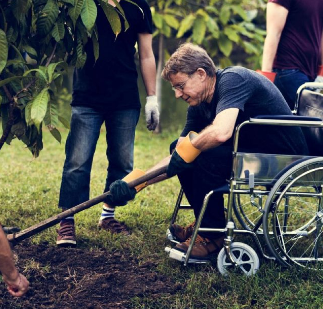 Man in a wheelchair gardening outdoors with others, using a tool to dig soil beside a tree.