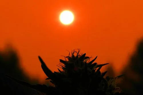 An orange sky and a cannabis flower
