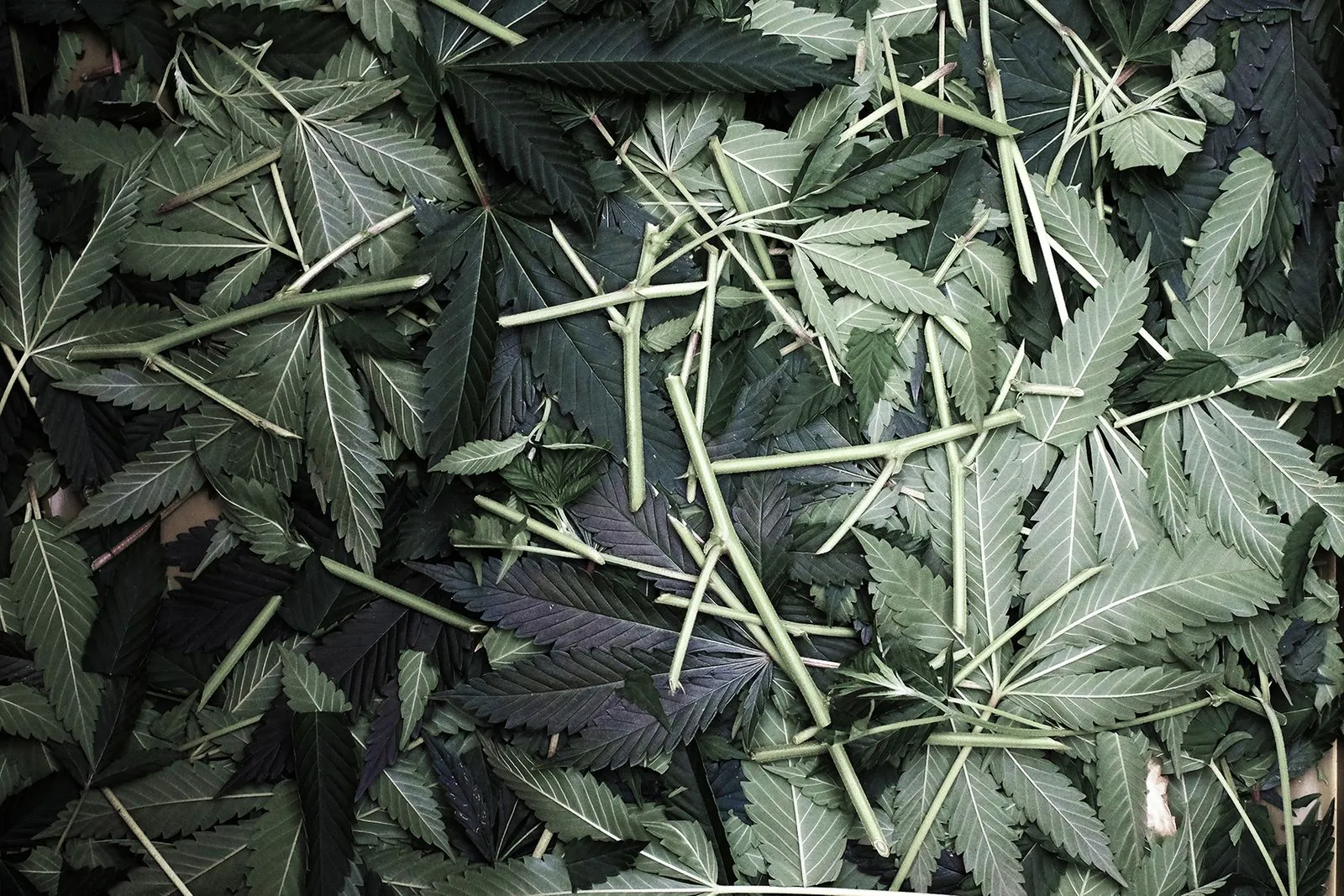 A pile of recently cut cannabis leaves