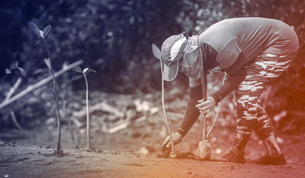 Person planting a young tree seedling in the soil while bending down outdoors.