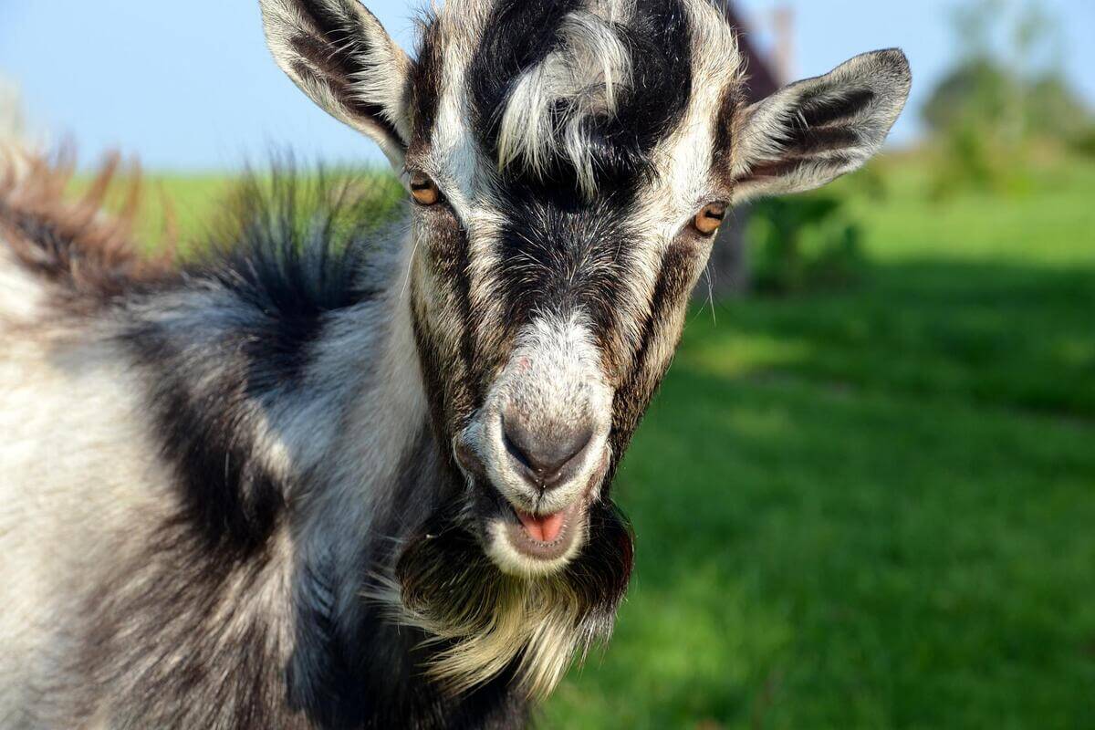 Nærbilde av hodet til en gråsvart geit som illustrasjonsbilde for vinterferieaktiviteter på Nordre Lindeberg gård