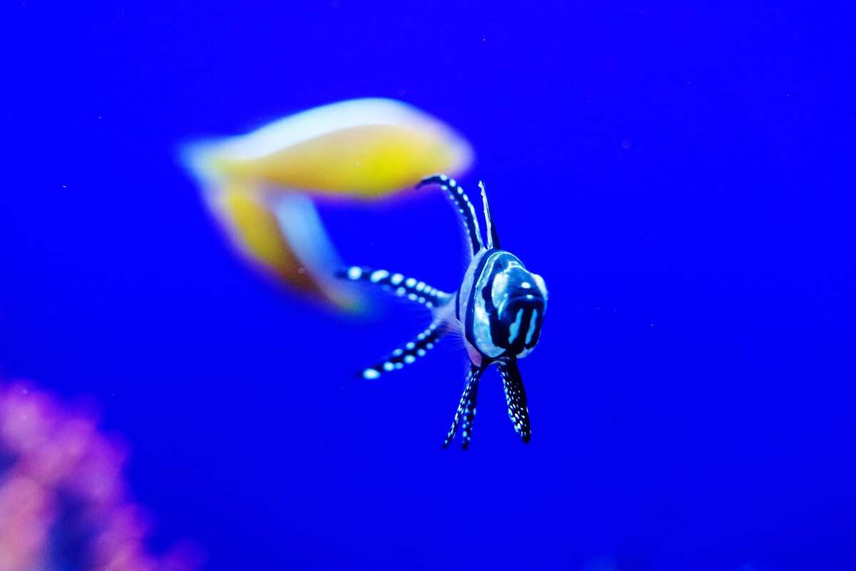 Tropisk fisk i et akvarium mot en mørkeblå bakgrunn som illustrasjonsbilde for natt på Akvariet