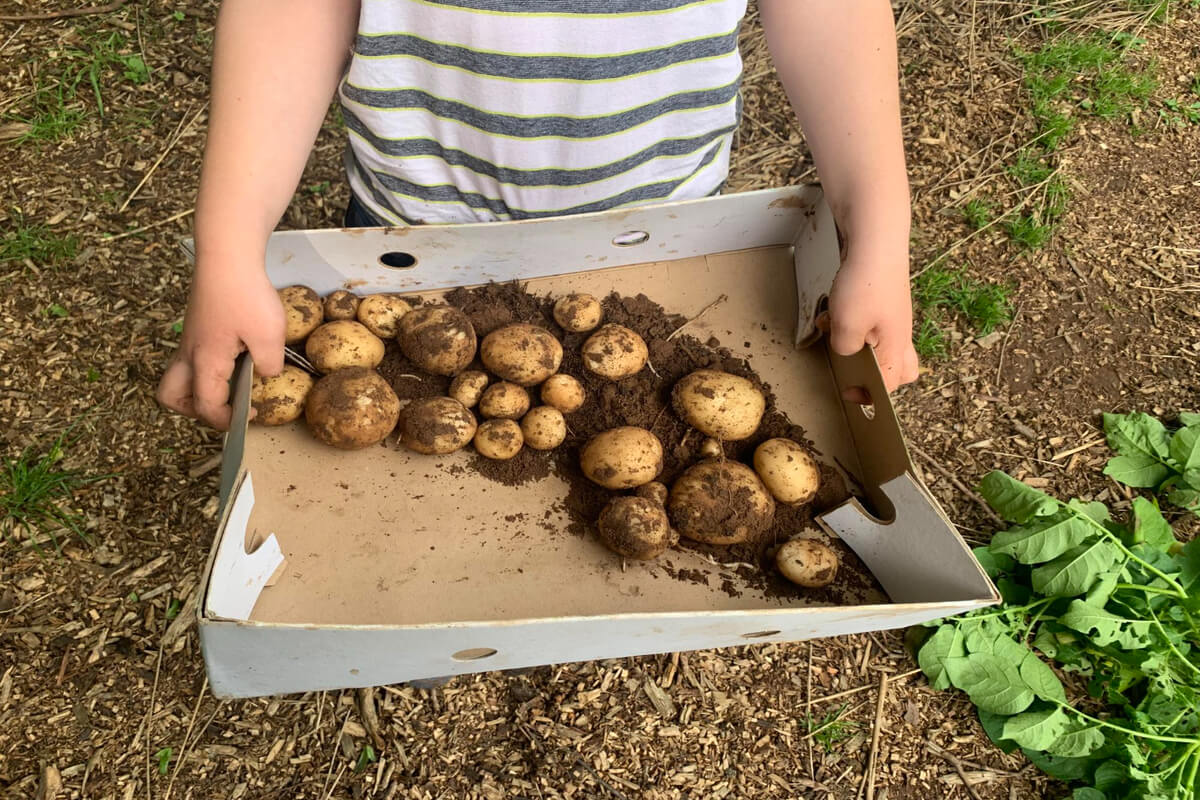Et barn holder en eske med nyopptatte poteter fulle av jord