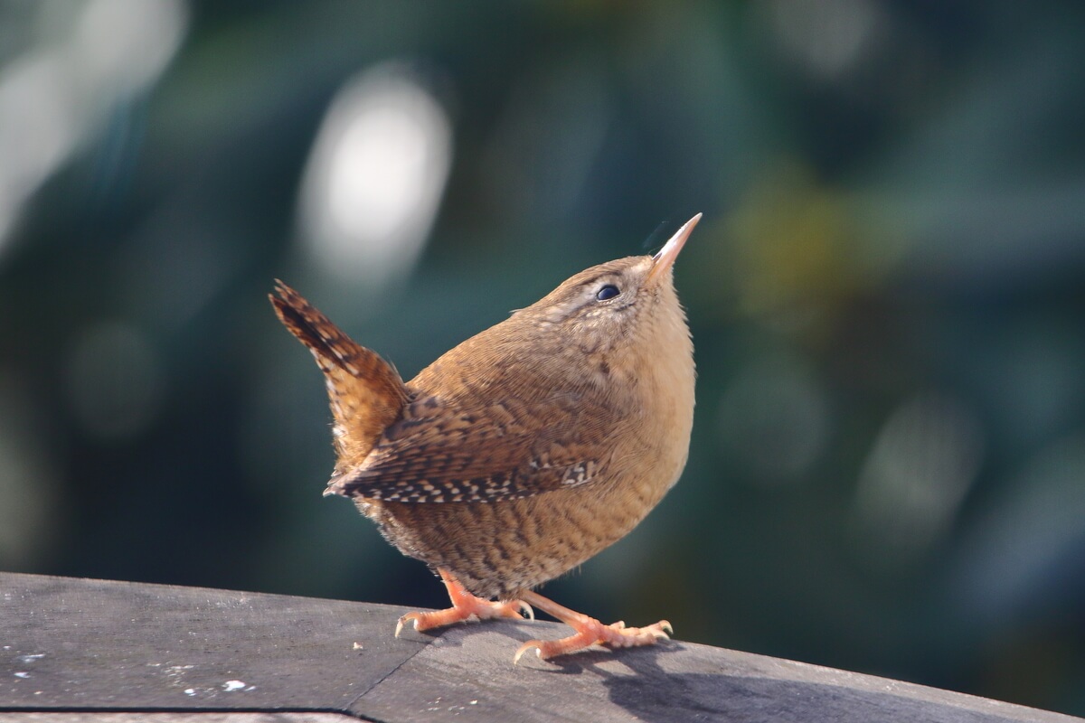 En liten brun fugl står på et tregjerde med nebbet hevet og blikket vendt oppover
