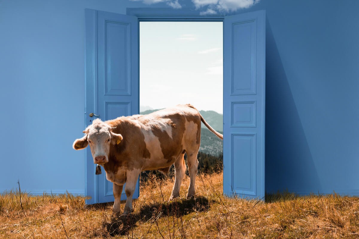 Ku på beite som går gjennom en åpen blå dør med fjellandskap i bakgrunnen. Bildet symboliserer kuslipp og frihet i naturen