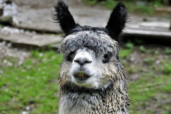 En lama med våt og bustete pels ser rett mot kamera med et komisk uttrykk
