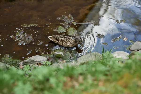 En and svømmer i en sjø omgitt av steiner og grønt gress
