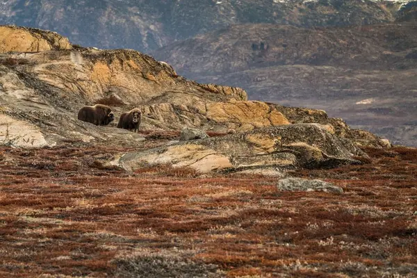 To mokusokser i fjellandskap