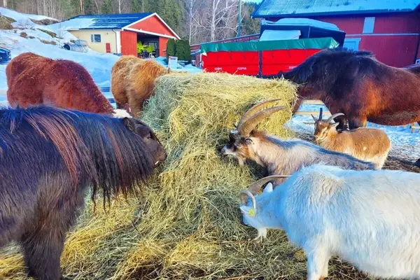 Geiter og kuer som spiser av en en stor halmball lagt ut på tunet
