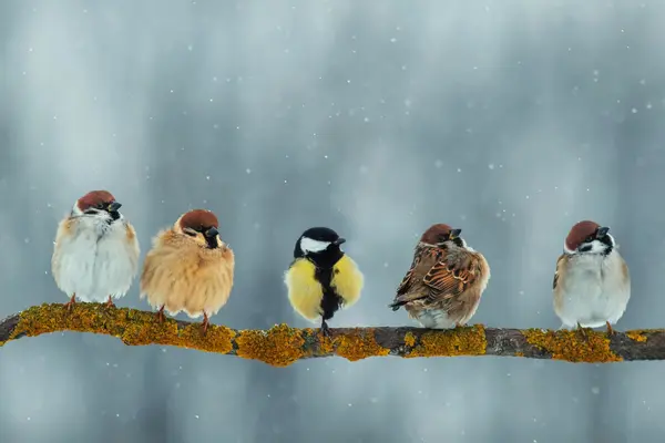 Fem små fugler, inkludert kjøttmeis og spurv, sitter på en grein dekket av lav som illustrasjonsbilde for beskrivelsen familiearrangement med Mostun natursenter ved Mosvatnet