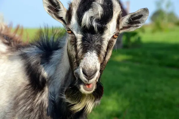 Nærbilde av hodet til en gråsvart geit som illustrasjonsbilde for beskrivelsen av vinterferieaktiviteter på Nordre Lindeberg gård