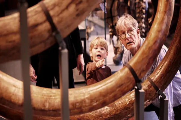 Et lite barn og en voksen mann ser nysgjerrig på store mammuttann-rester utstilt på et museum
