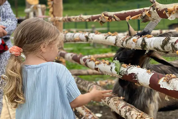 En liten jente klapper en geit gjennom gjerdet som illustrasjonsbilde for beskrivelsen av Åpen gård på besøksgården Voll gård i Trondheim