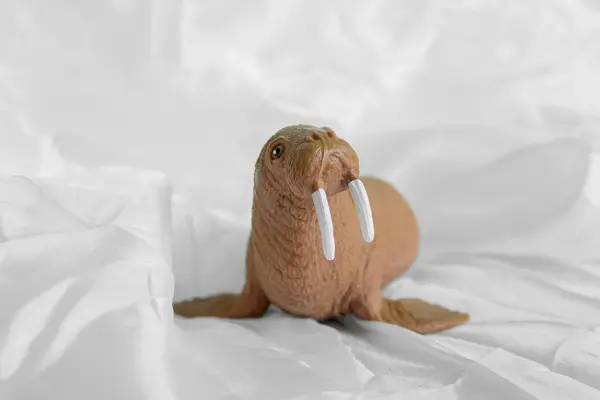 En liten modell av en hvalross med lange hvite støttenner liggende på et mykt, hvitt underlag, som illustrasjonsbilde for beskrivelsen av familiehelger på NTNU Vitenskapsmuseet