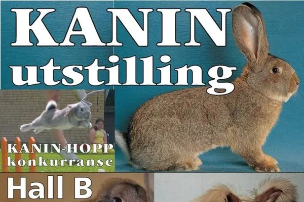 Plakat som reklamerer for kaningutstilling på Forus Travbane og kaninhopp-konkurranse i Hall B
