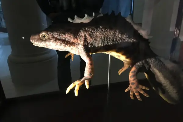 Modell av en øgle i en mørklagt museumsutstilling, belyst slik at detaljer i hud, klør og kropp kommer tydelig frem, som illustrasjonsbilde for beskrivelsen av Natt på museet på Universitetsmuseet i Bergen