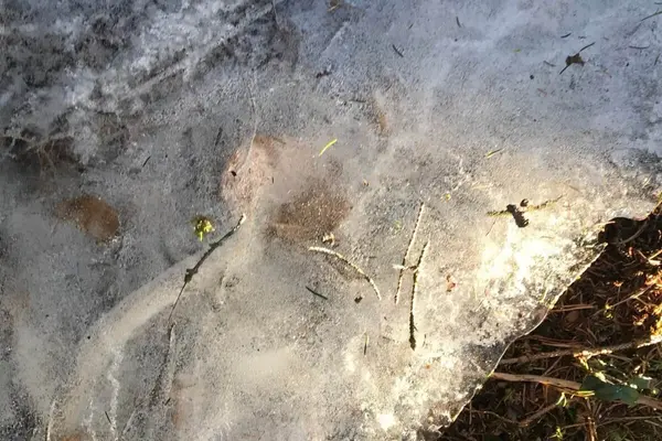 Isflate med innefrossete kvister, barnåler og annet frabakken