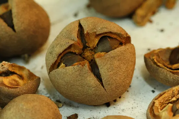 Nærbilde av en frøkapsel som så vidt har åpnet seg på et snødekt underlag, som illustrasjonsbilde for beskrivelsen av kunstcampen Vår med kunstpilotene i Nygårdsparken